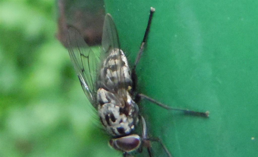 Phaonia trimaculata?